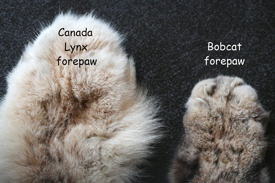 Linh miêu Canada có bàn chân khá lớn và nhiều lông (ảnh trái), trong khi chân của Bobcat lại ...