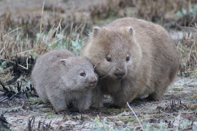 Wombat ngoài đời cũng rất dễ thương đấy nhé!
