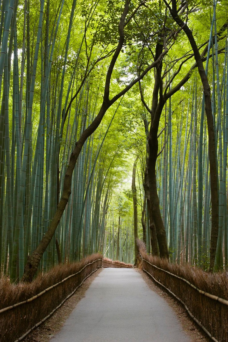 Rừng tre Sagano, Nhật Bản