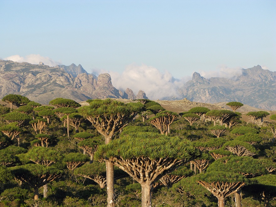 Rừng máu rồng, Socotra