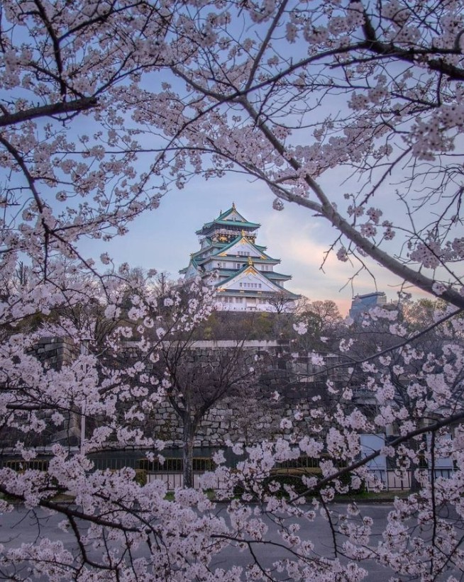 Mùa hoa anh đào nở rộ tại Osaka Castle. Ảnh: Internet