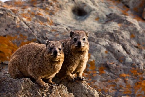 Thỏ đá Rock Hyrax