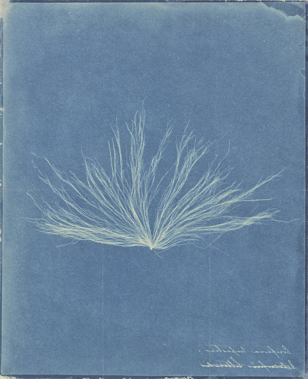 Anna Atkins, Confervae, 1843–1845, cyanotype.