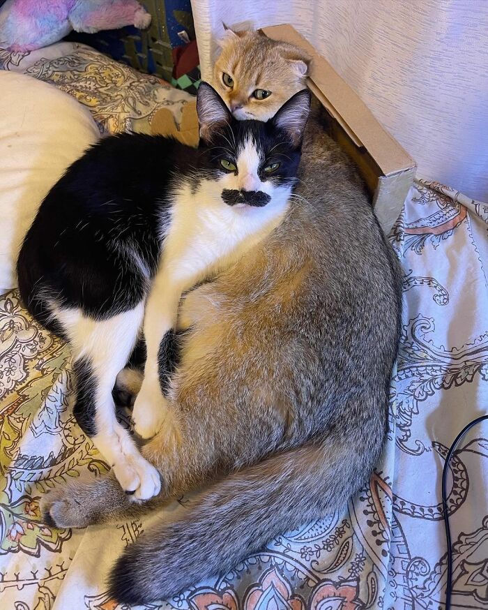 Hai bé mèo siêu cute: Mostaccioli và Izanami