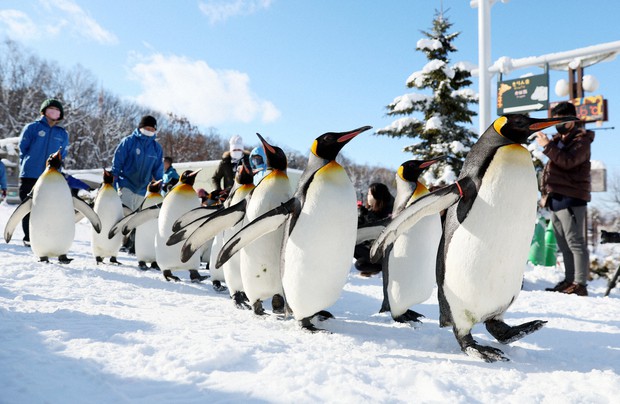 Chim cánh cụt diễn tập diễu hành vào ngày 24/12 tại vườn thú Asahiyama ở Asahikawa, Hokkaido (Ảnh: Mainichi / Taichi Kaizuka)