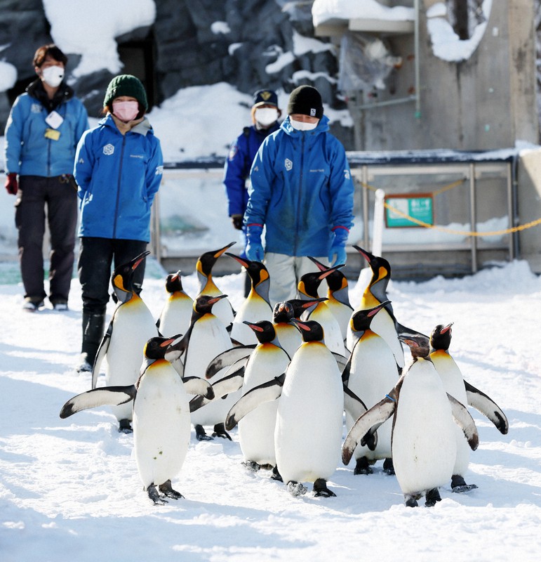 Đàn chim cánh cụt trên đường đi về lại chỗ ở (Ảnh: Mainichi / Taichi Kaizuka)