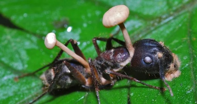 Một con kiến bị nhiễm Ophiocordyceps