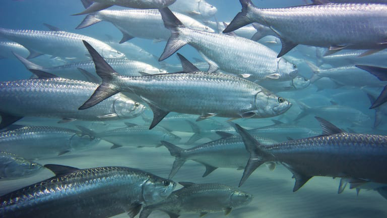 Cá tarpon