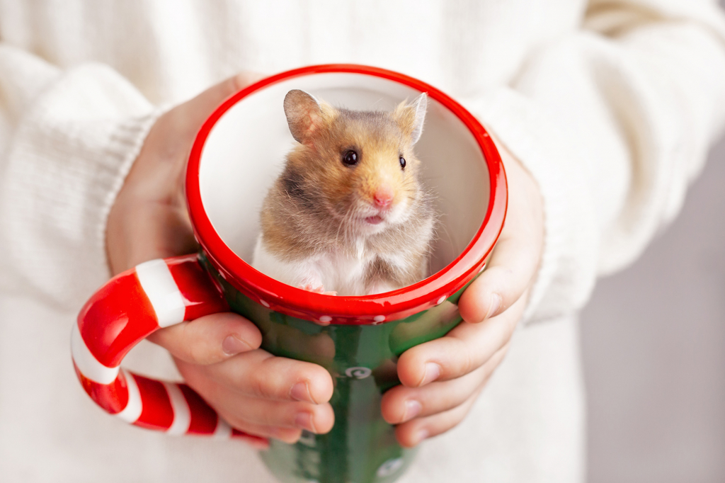 Lượng rượu một chú hamster tiêu thụ mỗi ngày tương đương với việc một người uống hết 1 lít rưỡi rượu 95% (Ảnh: Getty Images)