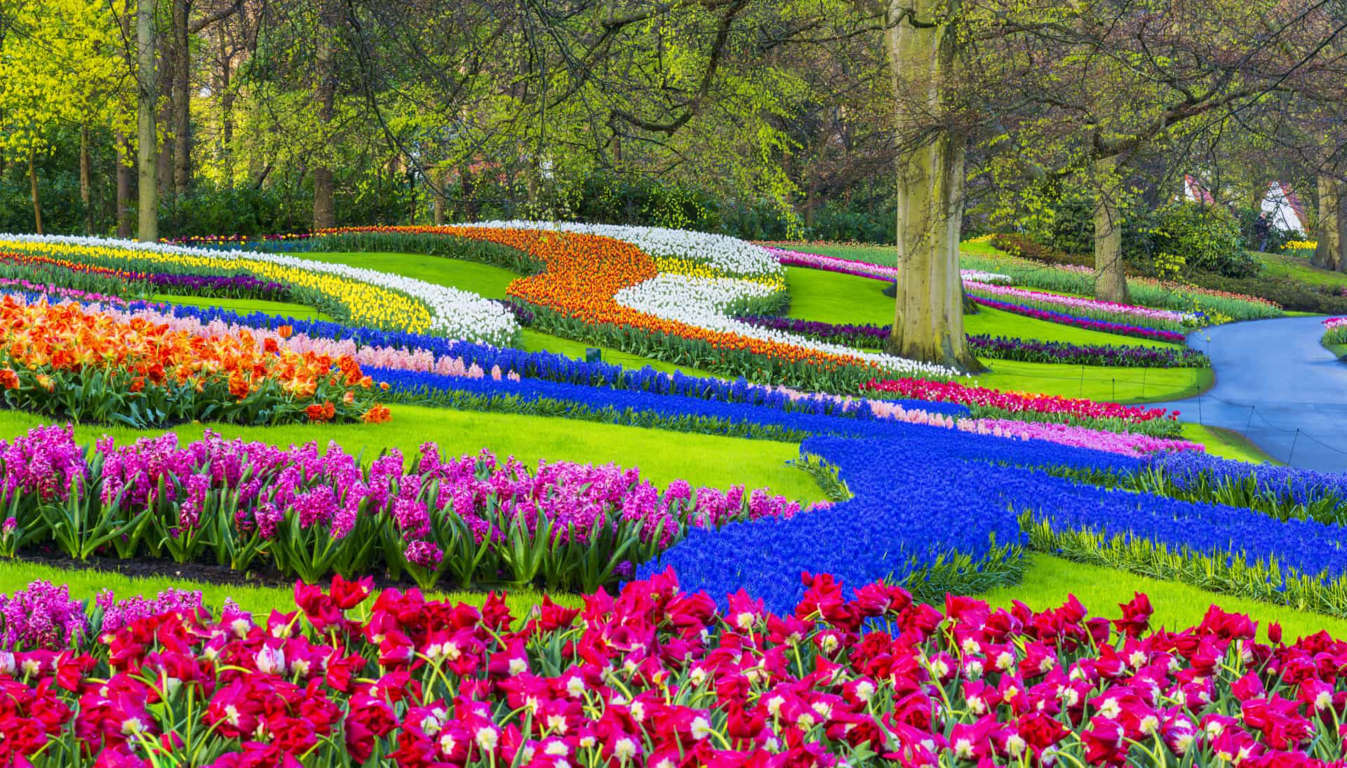 Cánh đồng hoa tulip đầy màu sắc với hơn bảy triệu đóa hoa tại Lisse, Hà Lan.