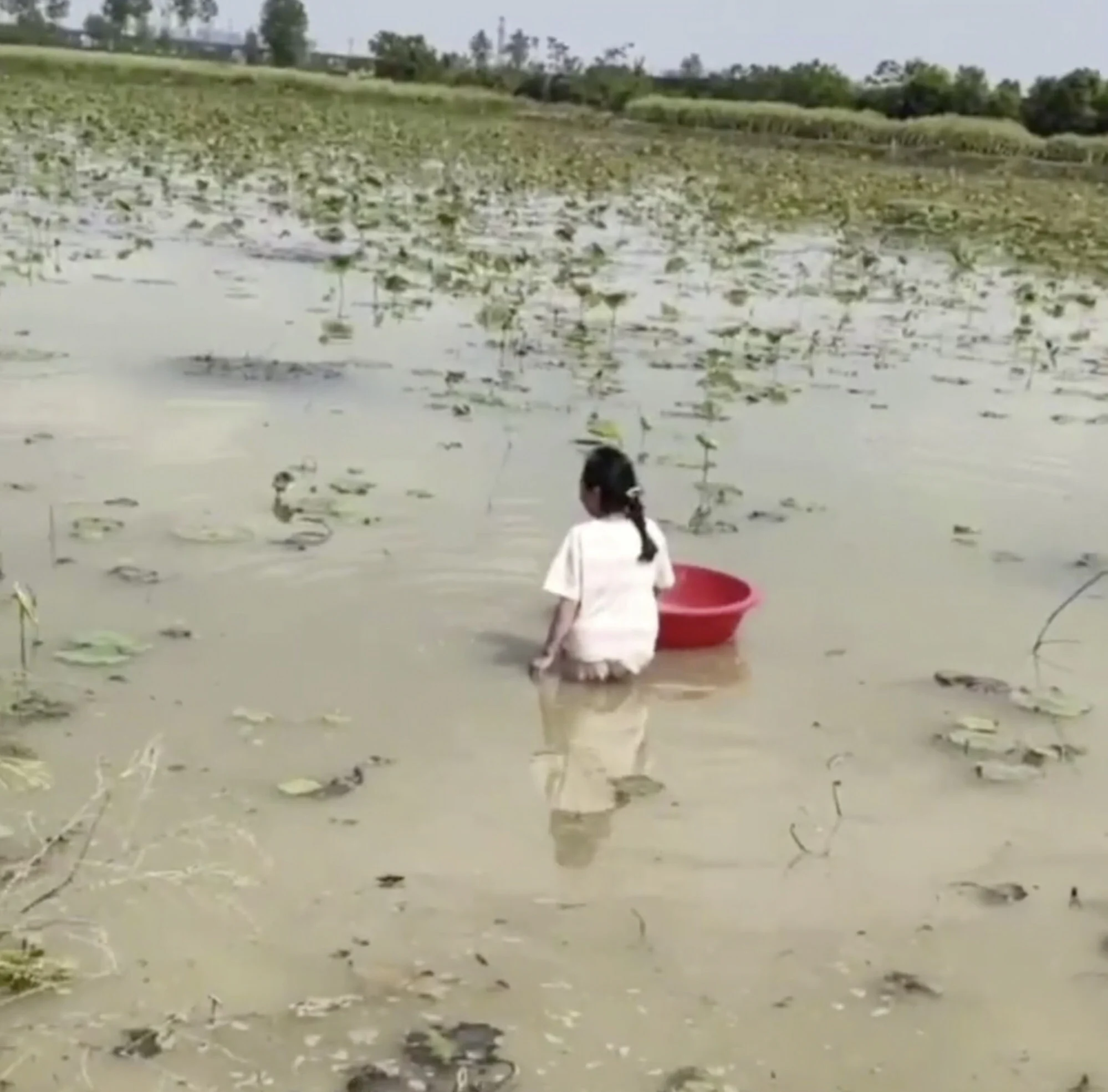 Cô bé đã dành hàng giờ để làm việc trong một trang trại trồng củ sen ở miền trung Trung Quốc