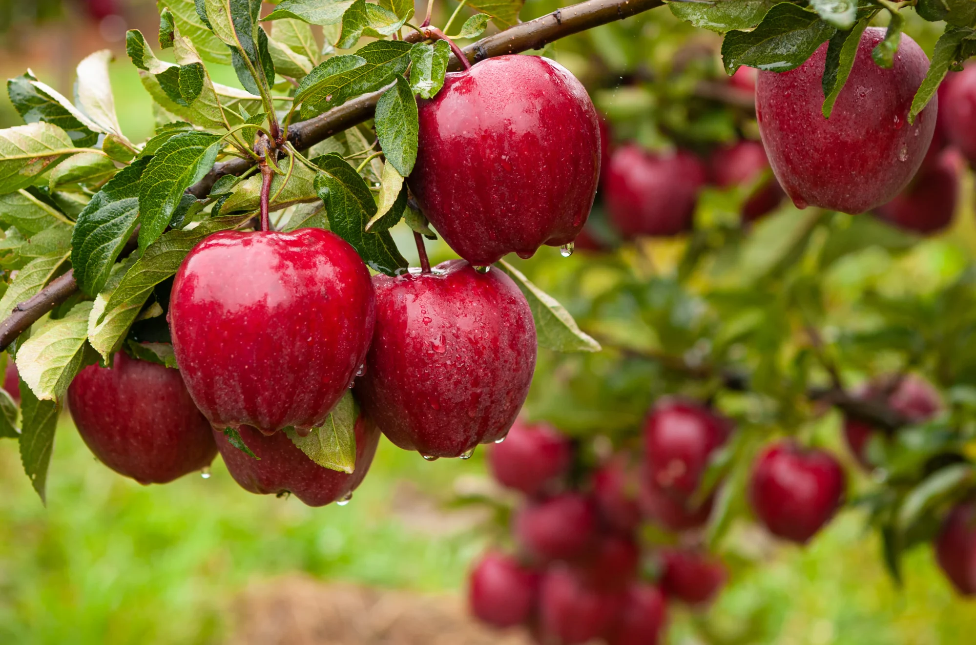 Quả táo khiêm tốn chứa 3.000 chất hóa học có lợi, bao gồm melatonin và một triệu vi khuẩn. 
