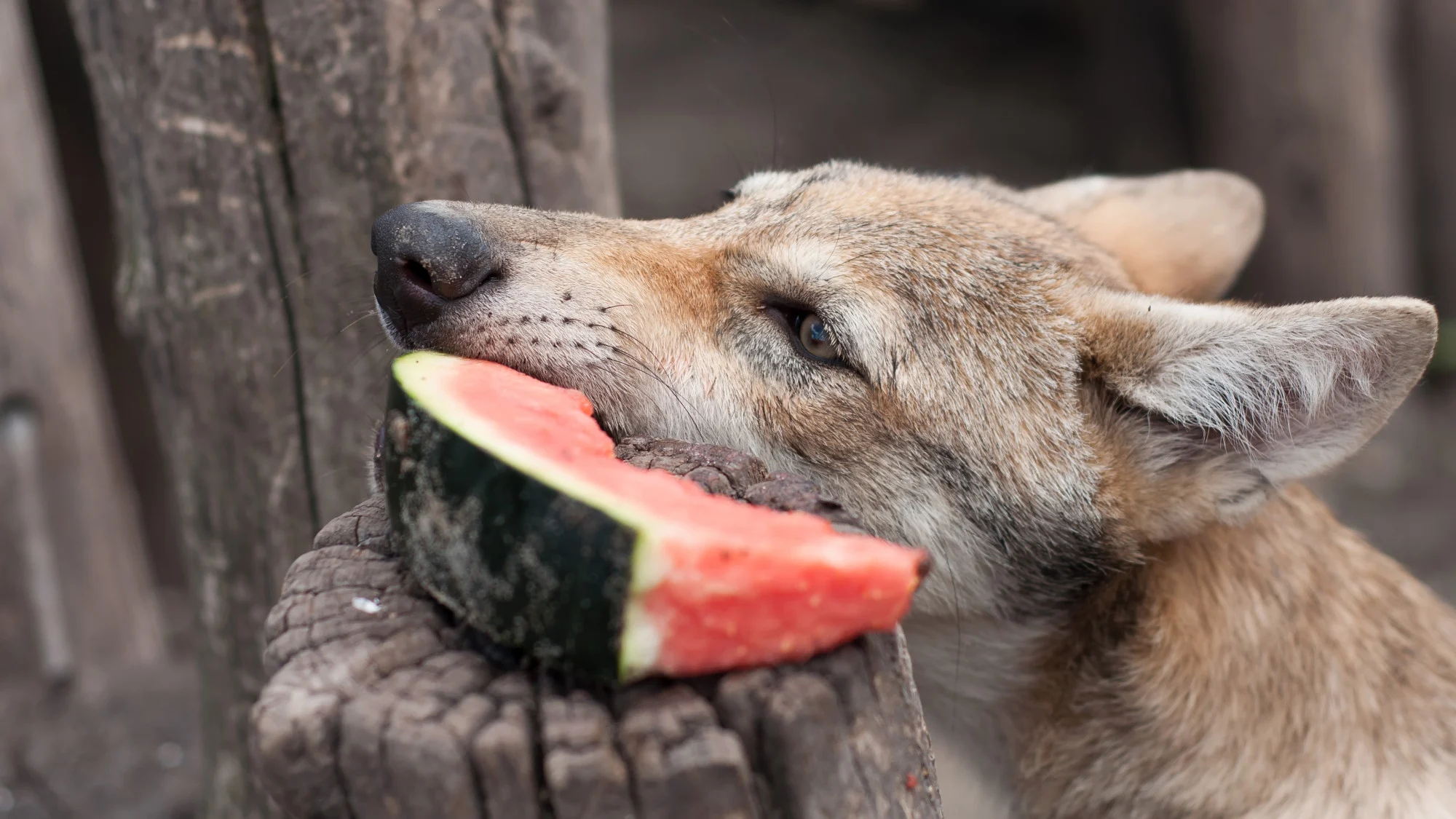 Chuyên gia dinh dưỡng động vật Volker White cho biết: “Nhiều người vẫn nhìn thấy hình bóng sói ...