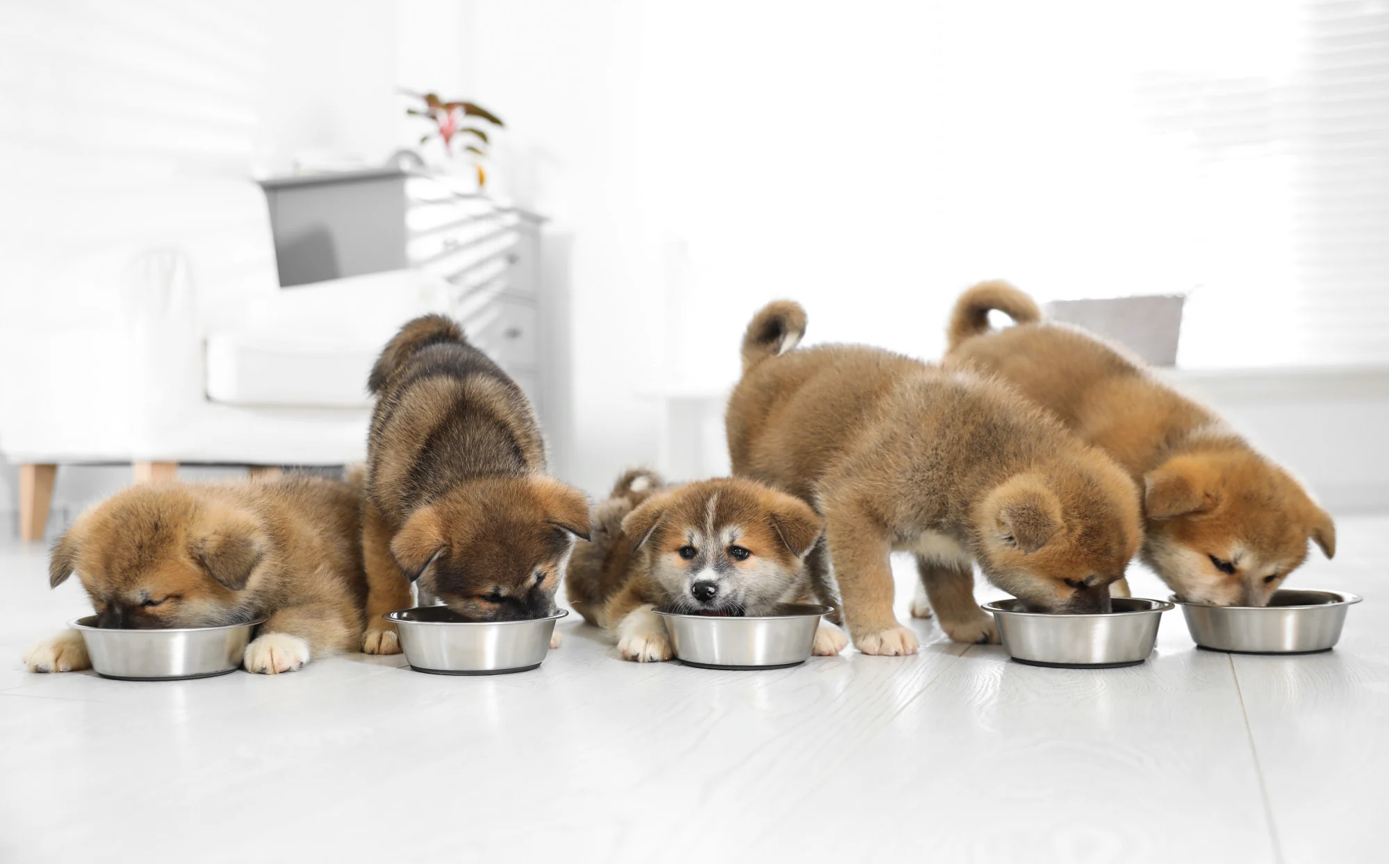 Một số chú chó trong nghiên cứu nhỏ gần đây thích thức ăn thuần chay, những chú chó khác thì ...