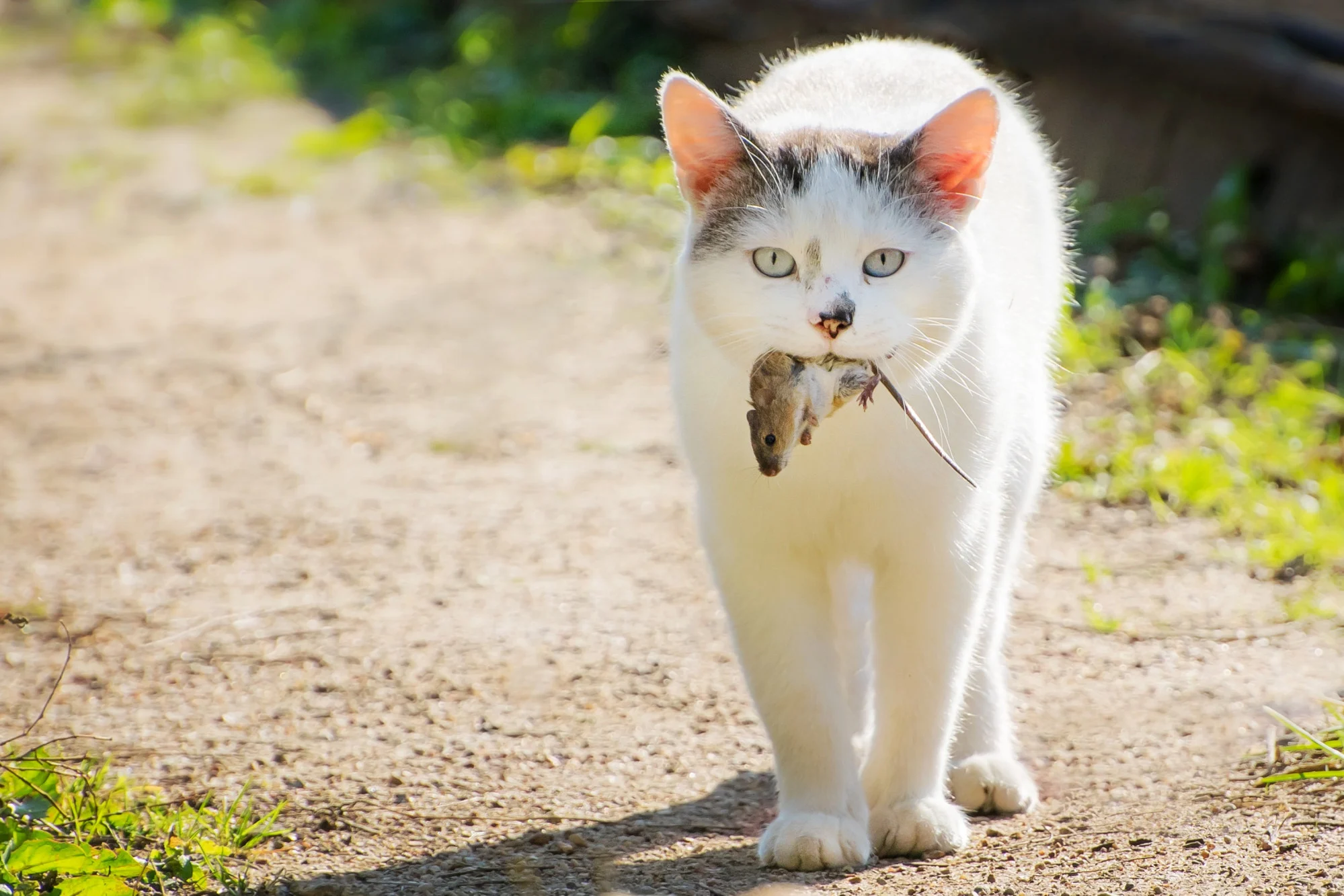 Mèo hoàn toàn là loài ăn thịt và không nên cho ăn theo chế độ thuần chay.