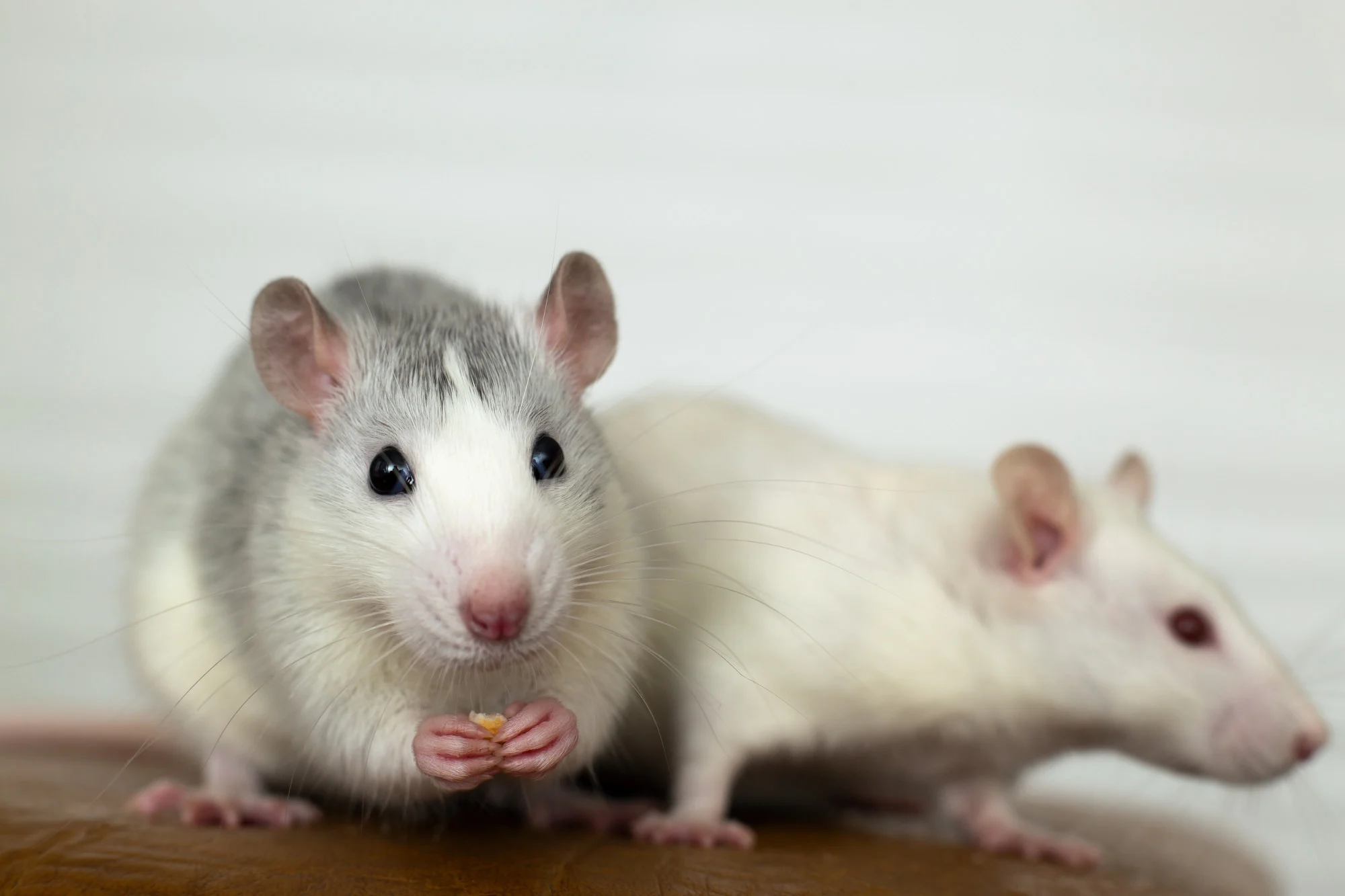 Trong nghiên cứu, những con chuột bị suy kiệt MT1-MMP ăn ít hơn 10% thức ăn và tăng cân ít hơn ...
