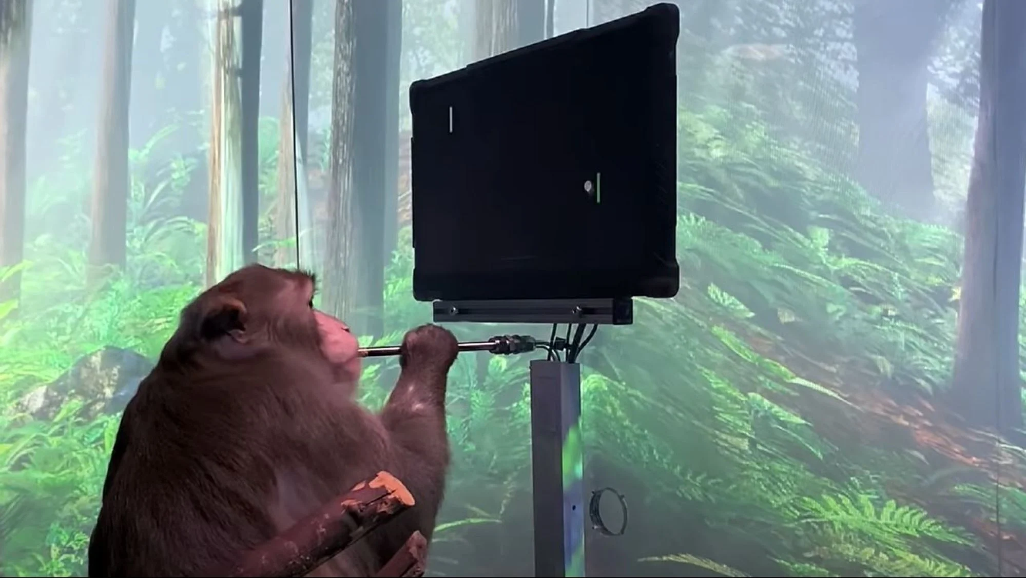 Ảnh từ video do công ty khởi nghiệp Neuralink của Elon Musk tải lên cho thấy một chú khỉ tên để ...