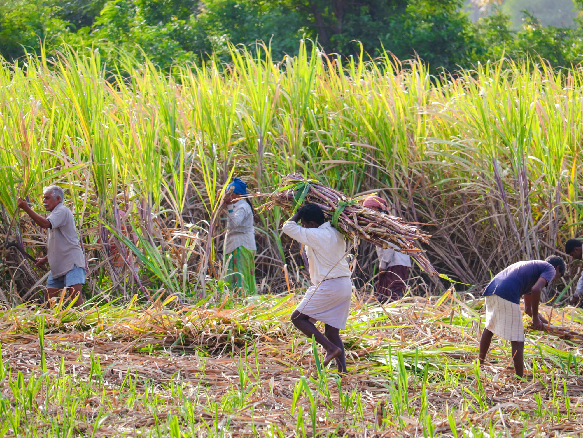 Công nhân thu hoạch mía trên một cánh đồng mía ở Ấn Độ. Đường thốt nốt là một sự thay thế lành ...