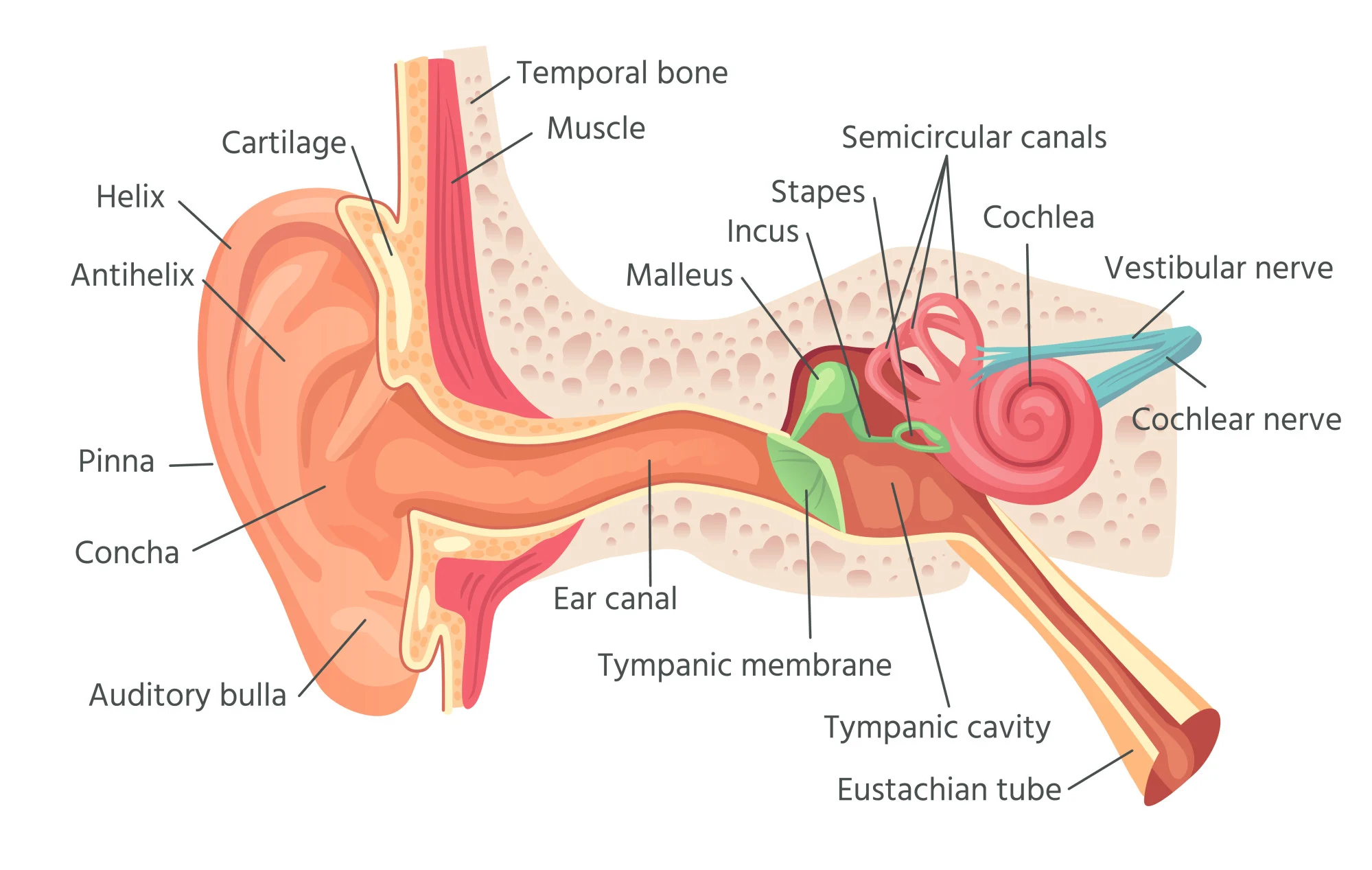 Giải phẫu của tai người. 
