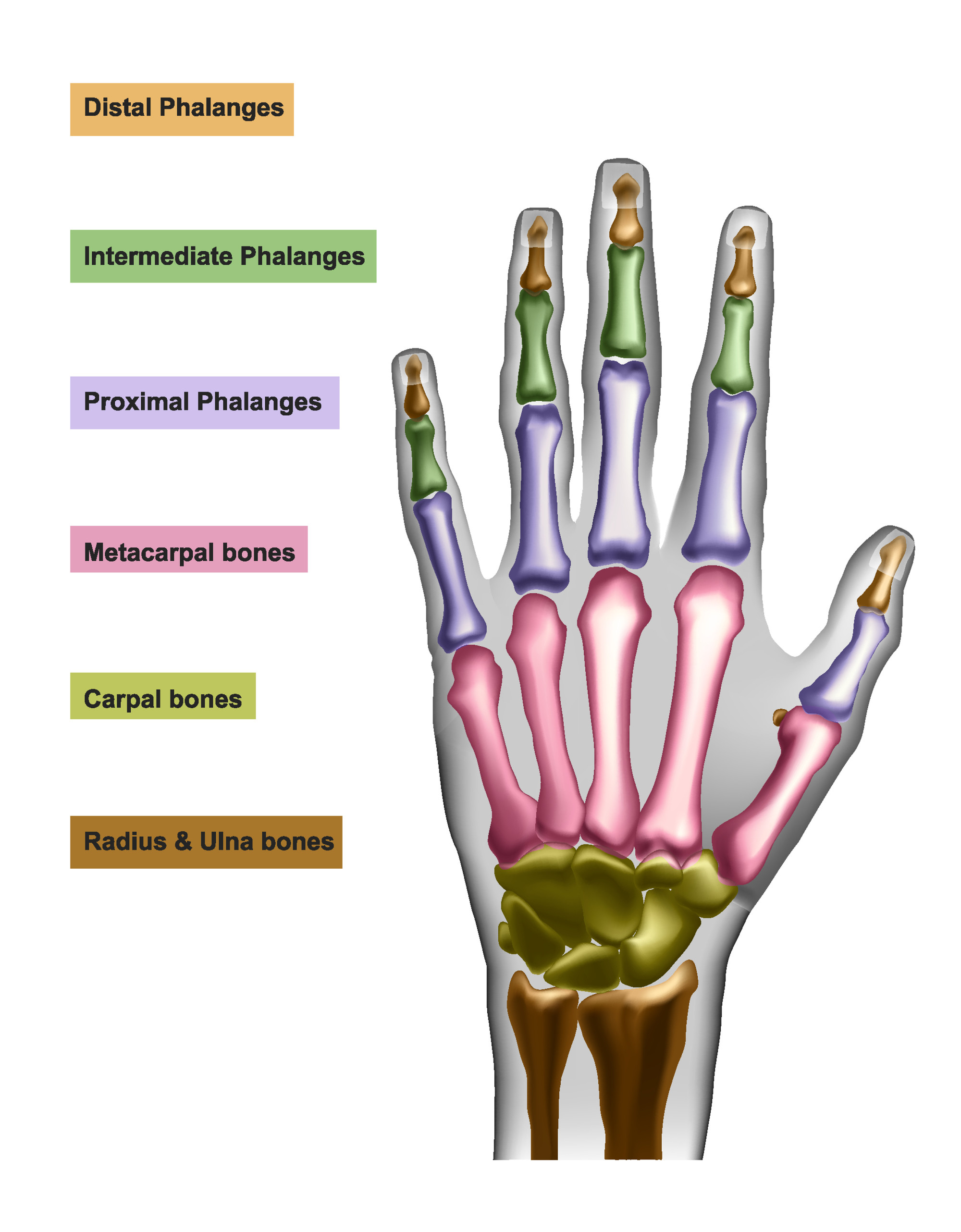 Mỗi bàn tay có 27 chiếc xương
