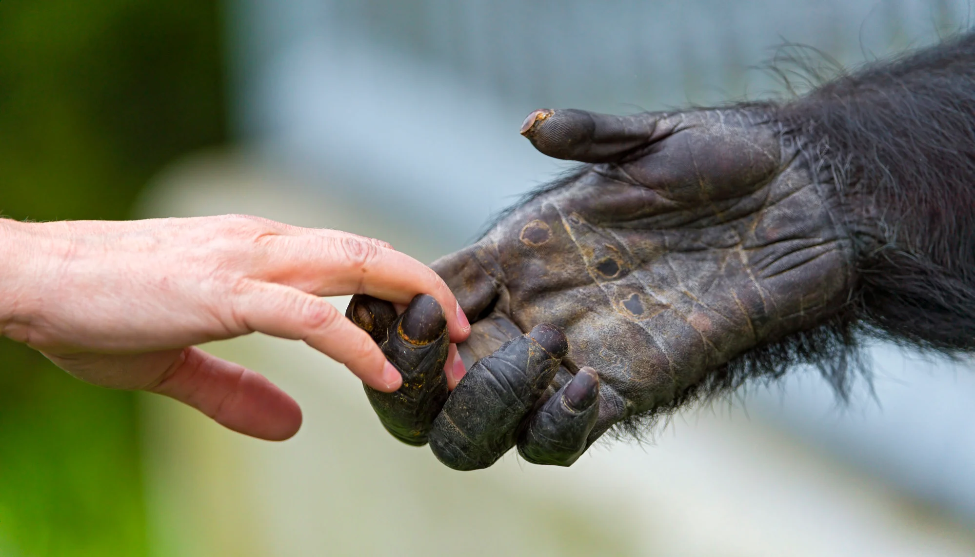Bàn tay con người và bàn tay tinh tinh có nhiều điểm tương đồng.
