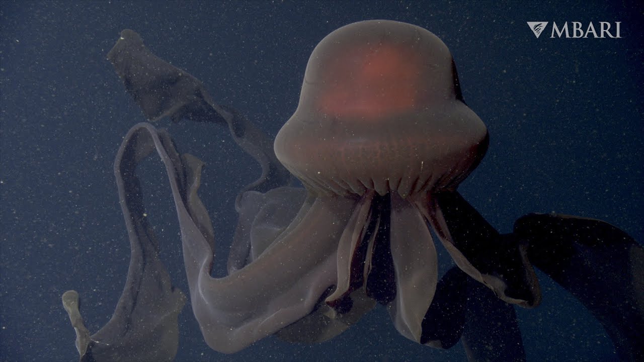 Những hình ảnh tuyệt đẹp của sứa ma khổng lồ, 