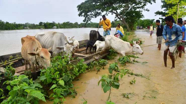 Dân làng dắt gia súc của họ đến một con đường bị ngập một phần sau khi đi thuyền qua vùng nước ...