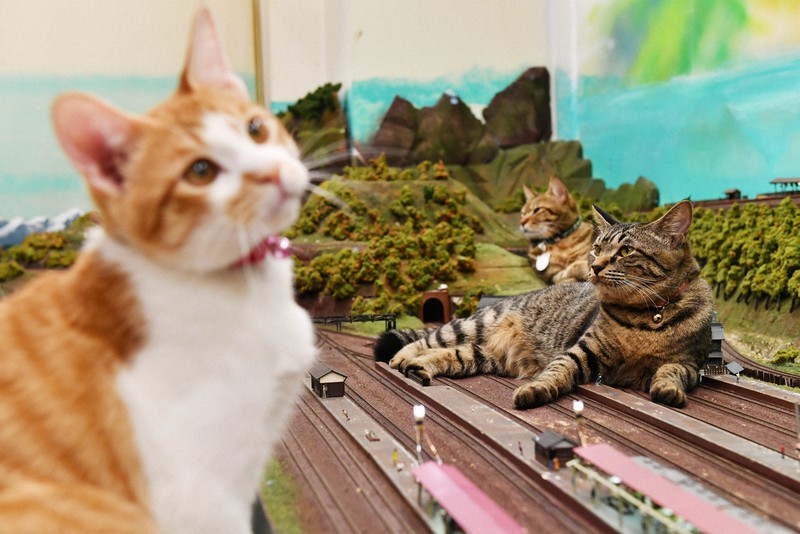 Mô hình đường sắt có vẻ như là chỗ nằm yêu thích của các em mèo (Ảnh: Mainichi/Satoshi Hishida)