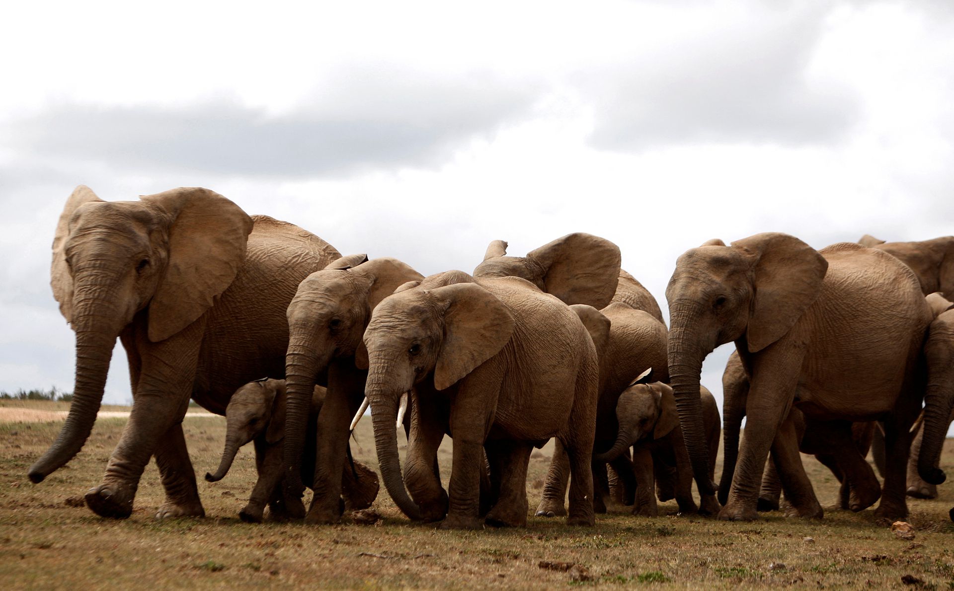 Một đàn voi tại Vườn Voi Quốc gia Addo ở Nam Phi (Ảnh: Reuters)