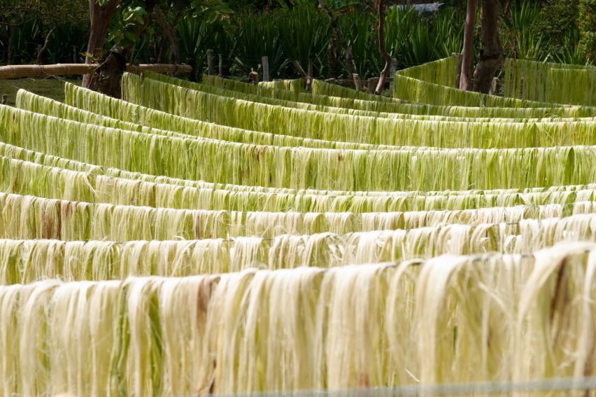 Sợi dệt từ cây thùa được trồng và thu hoạch ở Colombia, chủ yếu để sản xuất túi cà phê.