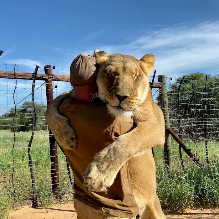 Cô sư tử với sở thích ôm ấp của mình