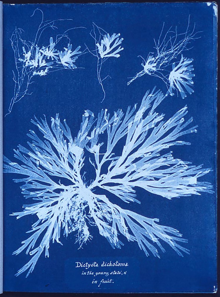 Anna Atkins, cyanotype, bản in minh họa mẫu vật 