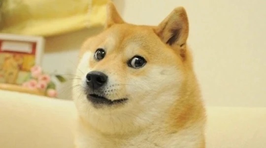 Meme “Doge”