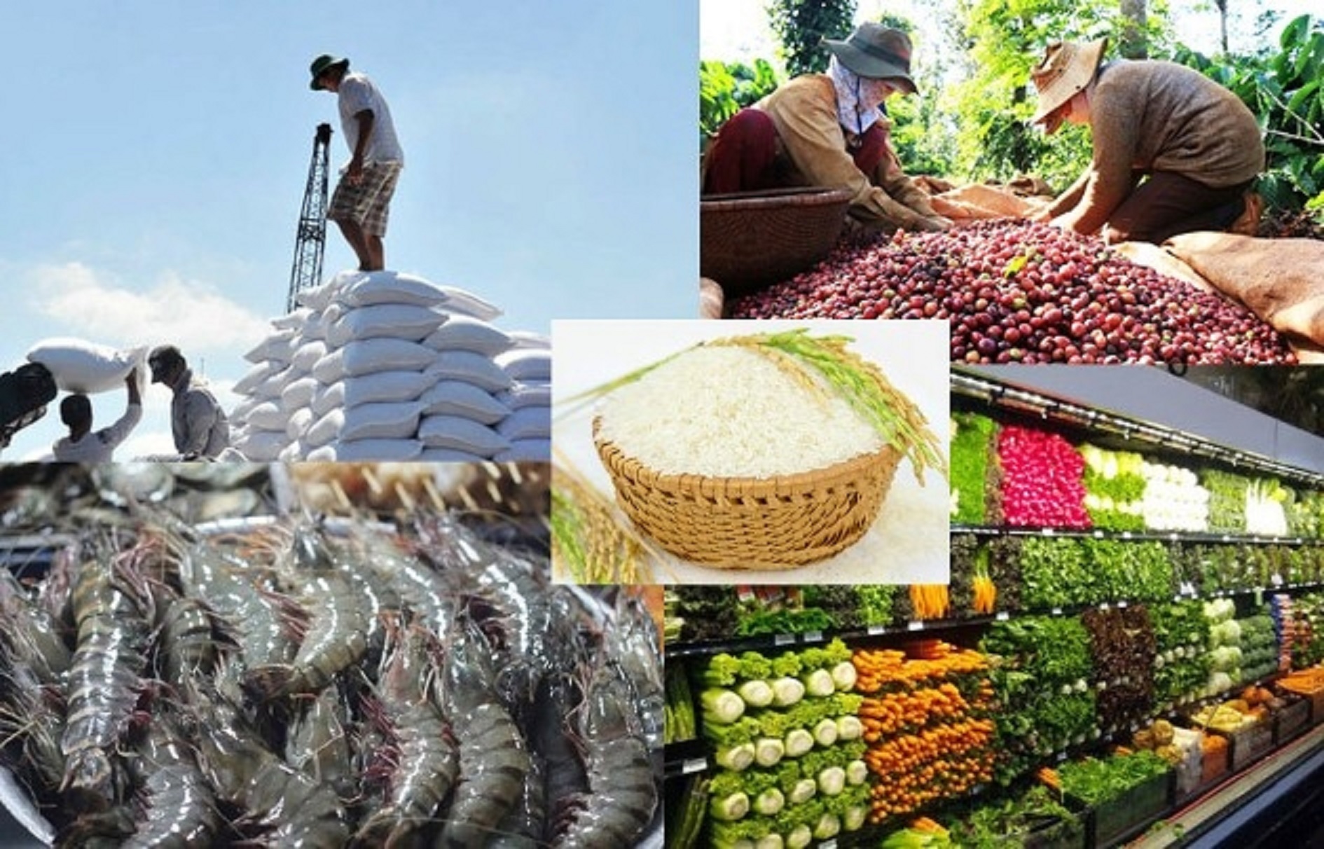 Đa dạng các sản phẩm nông sản như gạo, hải sản, trái cây được xuất khẩu và phân phối tại Nhật ...